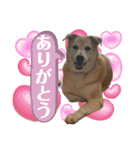 ブライアンと仲間たち（個別スタンプ：6）