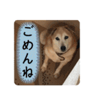 ブライアンと仲間たち（個別スタンプ：7）