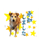 ブライアンと仲間たち（個別スタンプ：10）