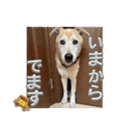 ブライアンと仲間たち（個別スタンプ：11）