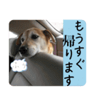 ブライアンと仲間たち（個別スタンプ：12）