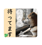 ブライアンと仲間たち（個別スタンプ：13）