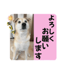 ブライアンと仲間たち（個別スタンプ：14）