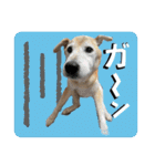 ブライアンと仲間たち（個別スタンプ：27）