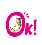 ブライアンと仲間たち（個別スタンプ：31）