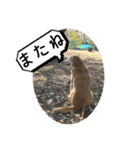 ブライアンと仲間たち（個別スタンプ：34）