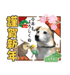 ブライアンと仲間たち（個別スタンプ：40）