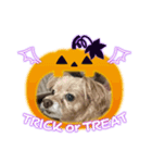 10/31Halloween（個別スタンプ：8）