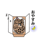 ベンガルのこけしちゃん（個別スタンプ：6）