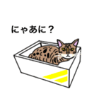 ベンガルのこけしちゃん（個別スタンプ：8）