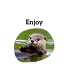 カワウソ otter（個別スタンプ：6）