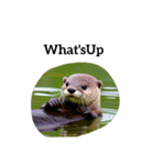 カワウソ otter（個別スタンプ：37）