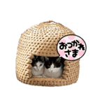 我が家のニャンズ大集Go！（個別スタンプ：2）