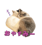 我が家のニャンズ大集Go！（個別スタンプ：7）