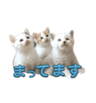 我が家のニャンズ大集Go！（個別スタンプ：9）
