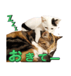 我が家のニャンズ大集Go！（個別スタンプ：16）