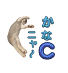 我が家のニャンズ大集Go！（個別スタンプ：17）