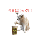 我が家のニャンズ大集Go！（個別スタンプ：19）