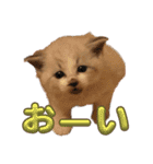 我が家のニャンズ大集Go！（個別スタンプ：21）