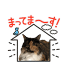 我が家のニャンズ大集Go！（個別スタンプ：29）