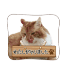 我が家のニャンズ大集Go！（個別スタンプ：35）