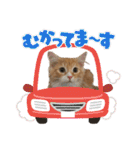 我が家のニャンズ大集Go！（個別スタンプ：38）