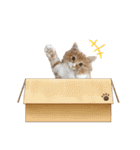 我が家のニャンズ大集Go！（個別スタンプ：39）