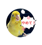 マメルリハ達13（個別スタンプ：8）