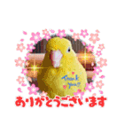 マメルリハ達13（個別スタンプ：12）