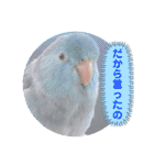 マメルリハ達13（個別スタンプ：17）