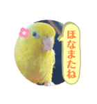 マメルリハ達13（個別スタンプ：20）