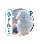 マメルリハ達13（個別スタンプ：21）