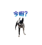 可愛いすぎるボストンテリア（個別スタンプ：23）