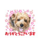 ジェイド（筋肉ヨーキー）（個別スタンプ：1）