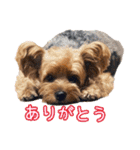 ジェイド（筋肉ヨーキー）（個別スタンプ：2）