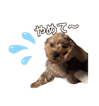 ジェイド（筋肉ヨーキー）（個別スタンプ：25）