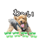 ジェイド（筋肉ヨーキー）（個別スタンプ：30）