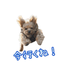 ジェイド（筋肉ヨーキー）（個別スタンプ：31）