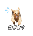 ジェイド（筋肉ヨーキー）（個別スタンプ：32）