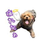 ジェイド（筋肉ヨーキー）（個別スタンプ：33）