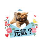 ジェイド（筋肉ヨーキー）（個別スタンプ：34）