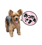 ジェイド（筋肉ヨーキー）（個別スタンプ：39）
