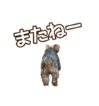 ジェイド（筋肉ヨーキー）（個別スタンプ：40）