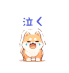 柴犬スタンプ40連発！！！（個別スタンプ：25）