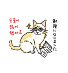 うちの猫と韓国語3（日本語訳あり）（個別スタンプ：1）