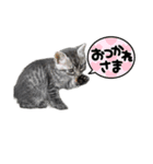 野良猫ニャンズ！（個別スタンプ：1）