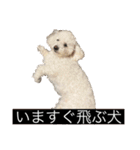 犬のきもち（字幕）（個別スタンプ：1）