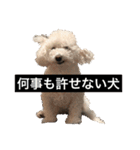 犬のきもち（字幕）（個別スタンプ：2）
