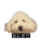 犬のきもち（字幕）（個別スタンプ：3）