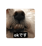 犬のきもち（字幕）（個別スタンプ：4）